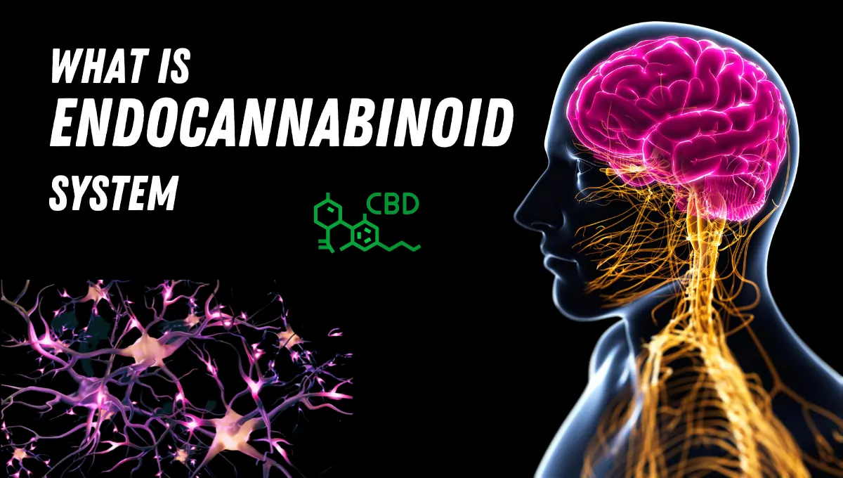 What is Endocannabinoid system
