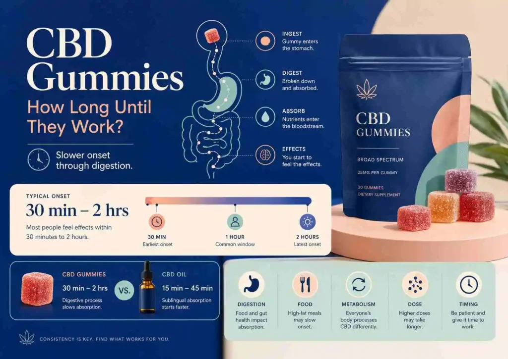 Professional feature image for a CBDOILS.PK article about how long CBD gummies take to start working, showing premium CBD gummies with a clean digestion-and-timing concept in a fresh modern style, designed to highlight the typical 30-minute to 2-hour onset window, slower edible absorption, food effects, metabolism, and the risk of taking more too soon without using any flag or country icon.